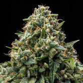 π Bubba Kush Seeds (100% off)